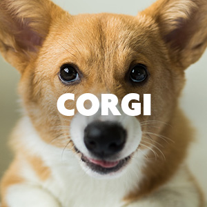 Furminator corgi sale